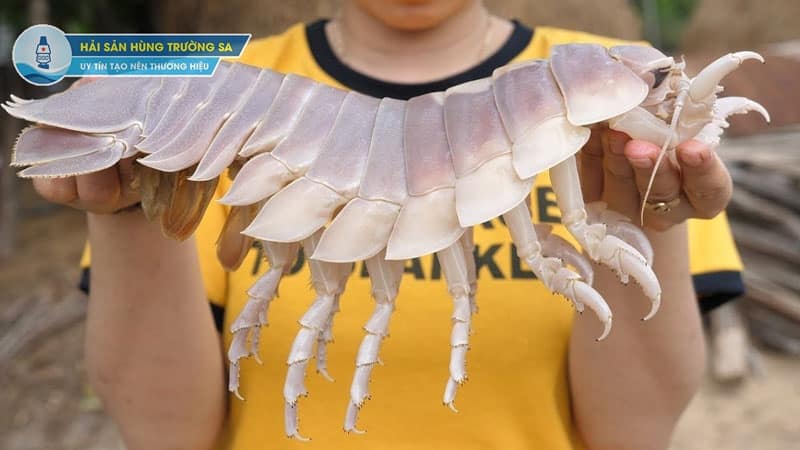 Bọ biển với giá trị dinh dưỡng cao