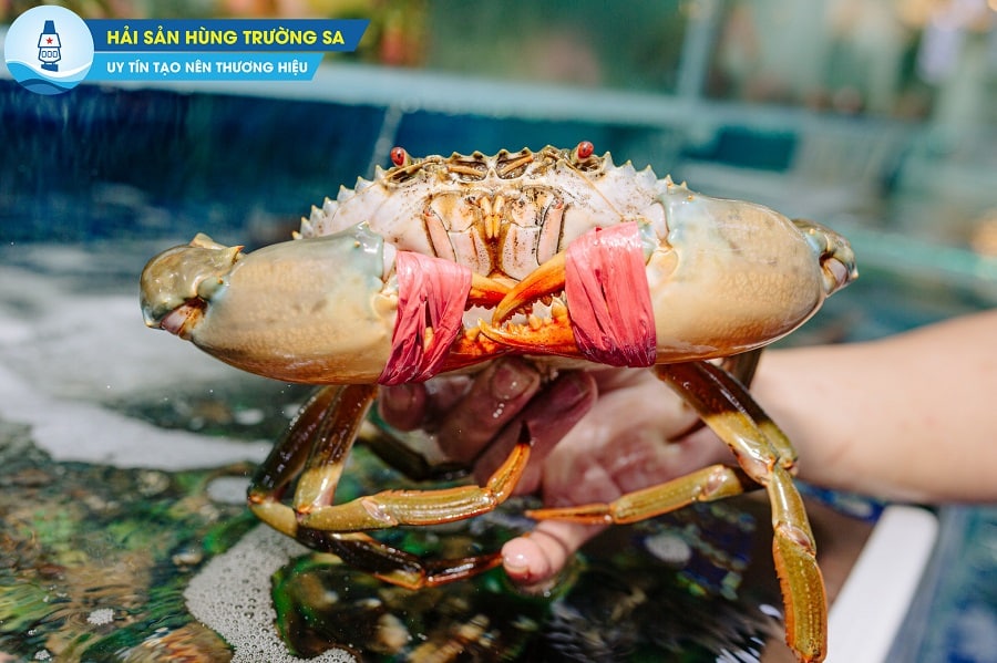 cua ghẹ tại hùng trường sa