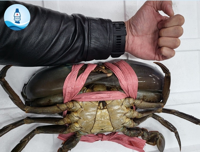 cua thịt cà mau
