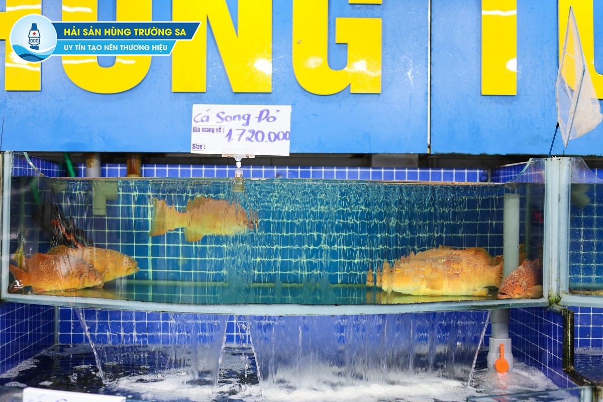 hùng trường sa 3