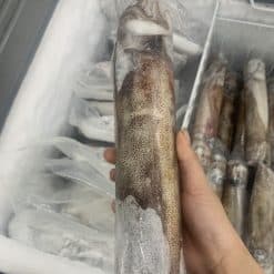 mực lá size 500-700gam