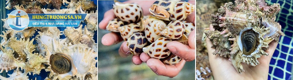 ngao sò ốc chất lượng