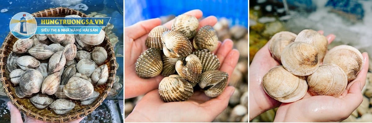 ngao sò ốc giá tốt