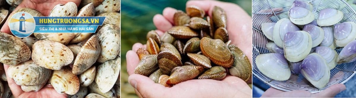 ngao sò ốc tươi sống