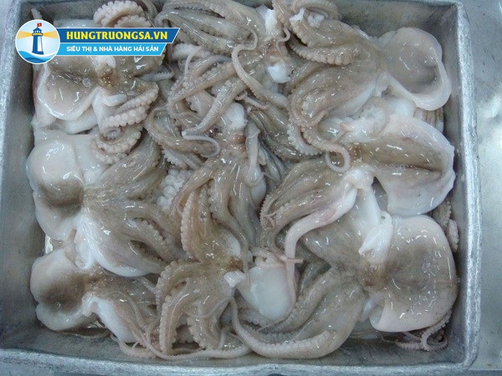 bạch tuộc tươi ngon