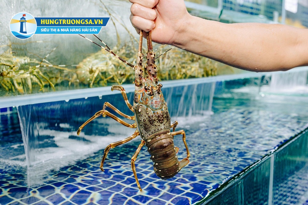 tôm hùm loại nào ngon nhất 2