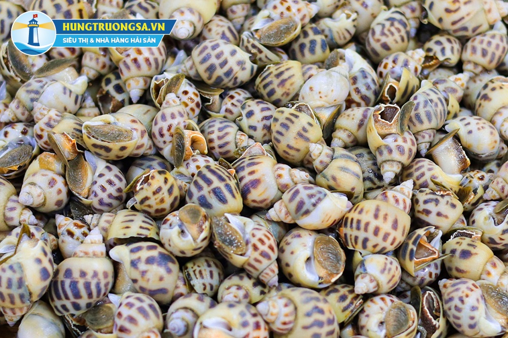 giá ốc hương tươi sống