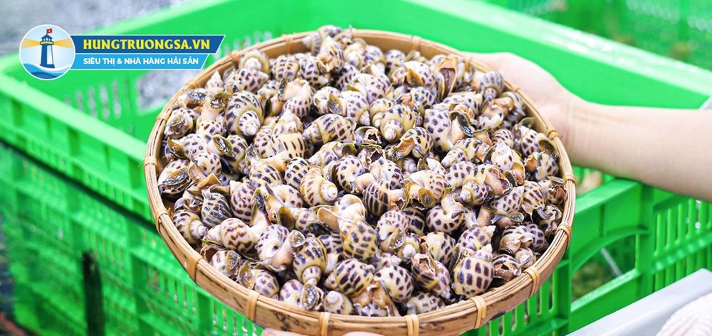 lợi ích sức khỏe từ ốc hương