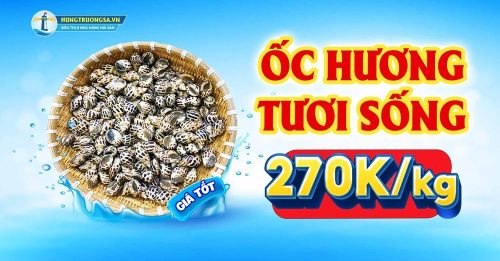 ốc hương giá 270000