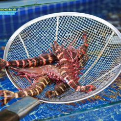 tôm sú biển tự nhiên
