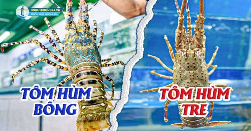 cach phan biet tom hum bong va tom hum tre de dang