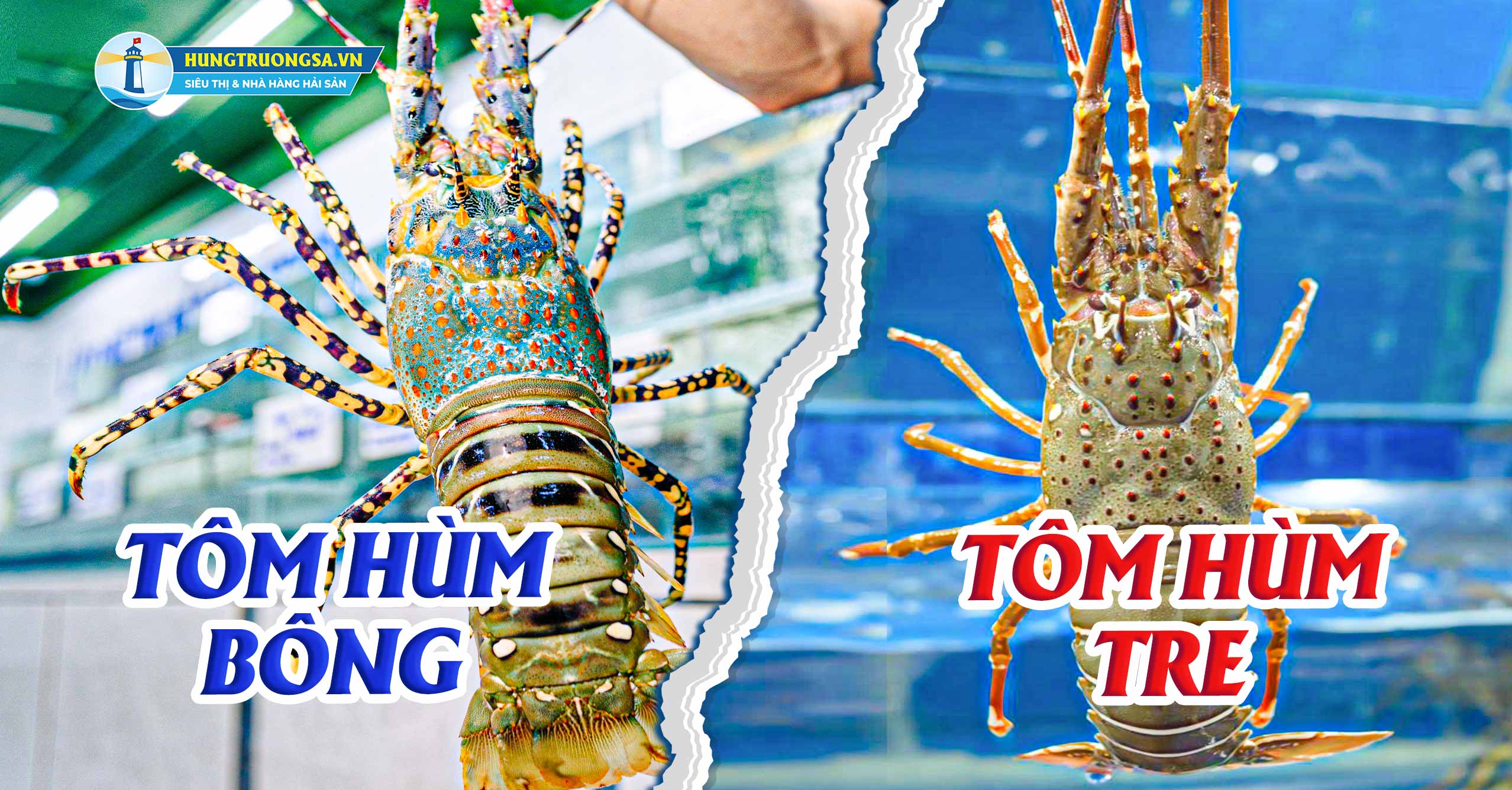 cach phan biet tom hum bong va tom hum tre de dang
