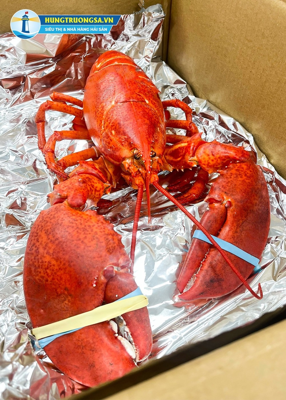 chế biến tôm hùm alaska