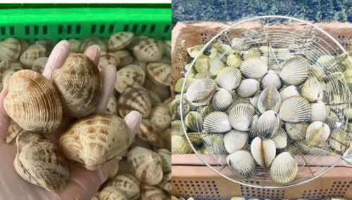 Môi trường sống của sò sần và sò dương