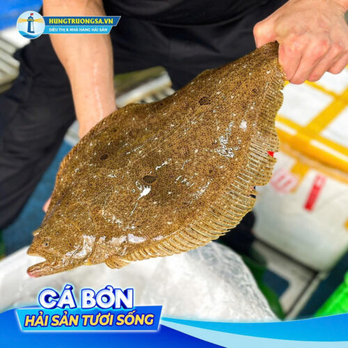 Cá bơn hàn quốc