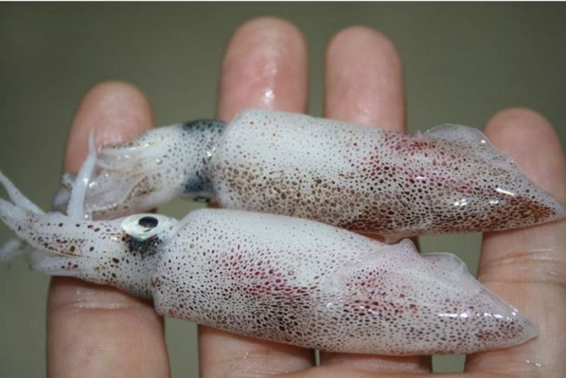 Mực trứng câu giàu dinh dưỡng