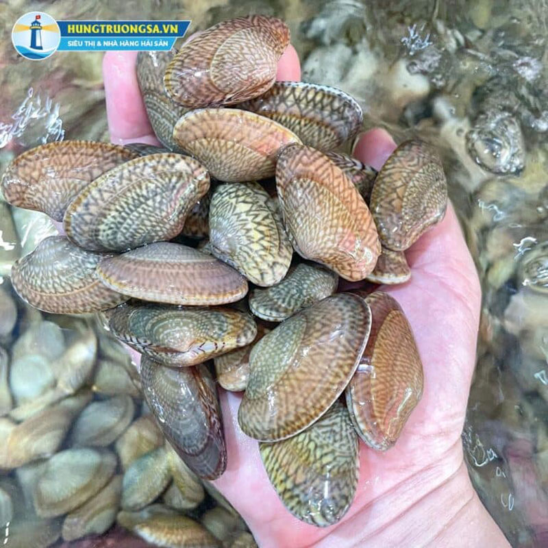 Ngoa hoa tươi sống tại Hùng Trường Sa