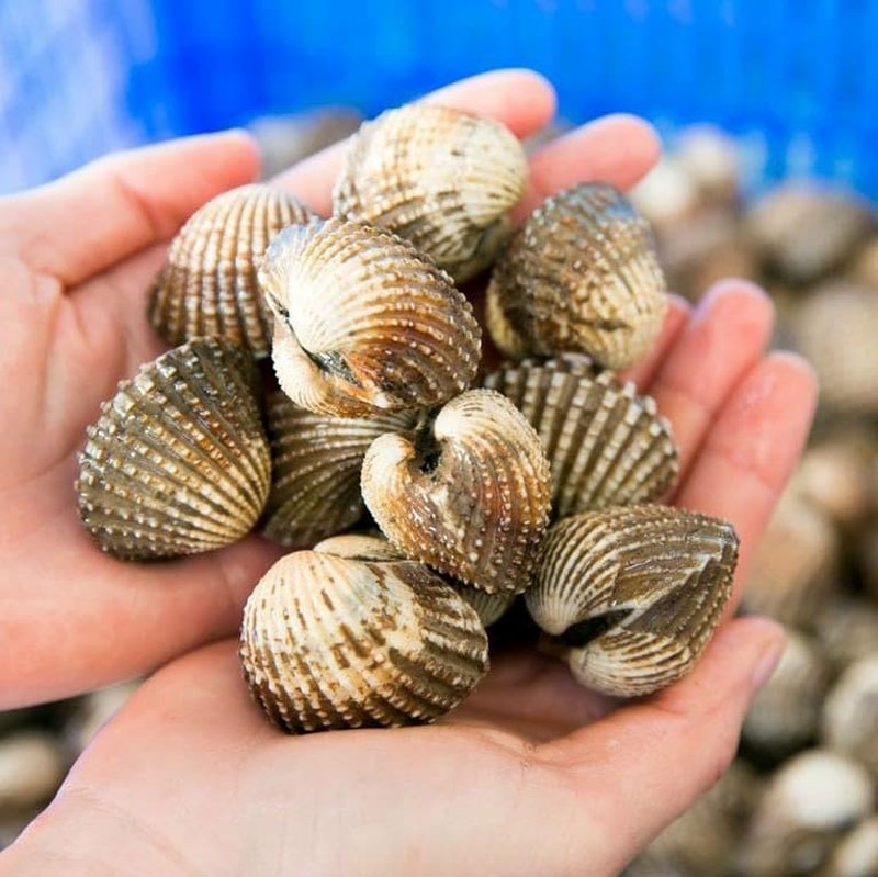 Sò huyết - Món ngon giàu dinh dưỡng từ biển khơi