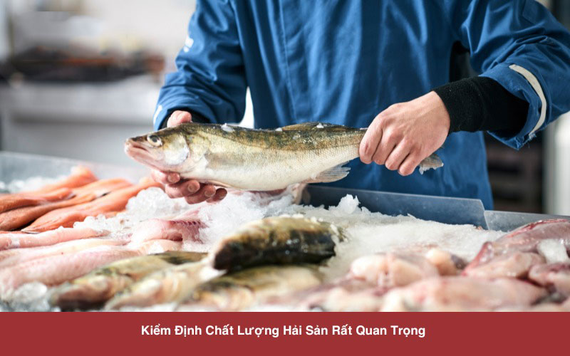 Kiểm định chất lượng hải sản rất quan trọng với mỗi nhà hàng